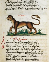 Verhandeling over Leeuw, tekst en miniatuur uit De animalium natura et proprietate libellus, door Aelianus (2e-3e eeuw na Christus)