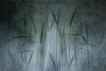 Abstract tarweveld