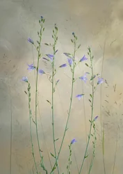 Fijne klokjesbloemen