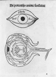Studie van het oog van de mens. Anatomische plaat uit 