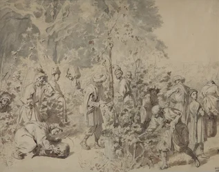 Druivenoogst
