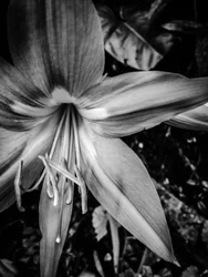 Bloem nr. 14, 2025 (foto)