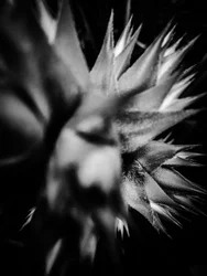 Bloem nr. 15, 2025 (foto)