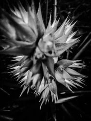 Bloem nr. 16, 2025 (foto)