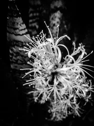 Bloem nr. 21, 2025 (foto)