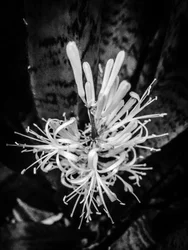 Bloem nr. 22, 2025 (foto)