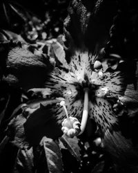 Bloem nr. 23, 2025 (foto)
