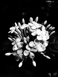 Bloem nr. 27, 2025 (foto)