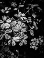 Bloem nr. 33, 2025 (foto)