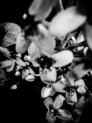 Bloem nr. 34, 2025 (foto)