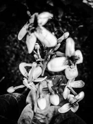 Bloem nr. 38, 2025 (foto)