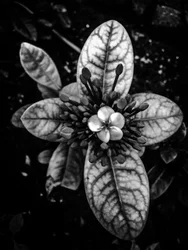 Bloem nr. 45 (foto)