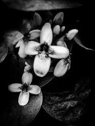 Bloem nr. 47 (foto)