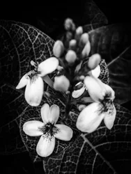 Bloem nr. 48 (foto)