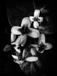 Bloem nr. 49 (foto)