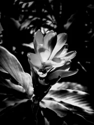 Bloem nr. 53 (foto)