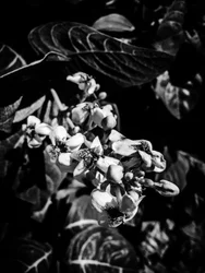 Bloem nr. 6, 2025 (foto)