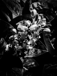 Bloem nr. 7, 2025 (foto)