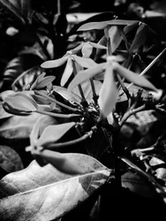 Bloem nr. 8, 2025 (foto)