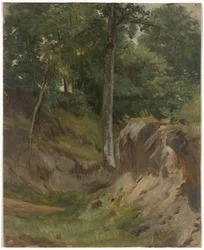 Droog beekje in het bos