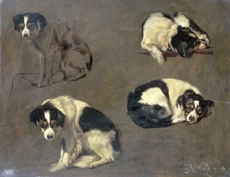 Vier studies van een hond
