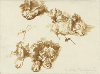 Studies van een hond