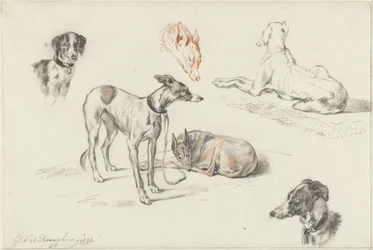 Studies van honden