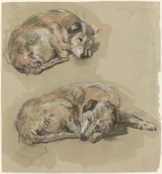 Twee studies van een liggende hond