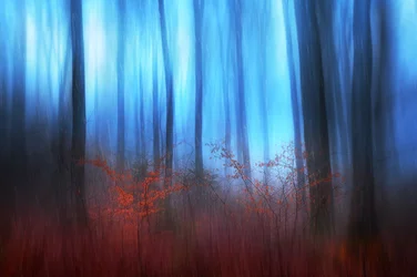 Blauwe bosdroom