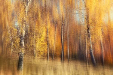Het Gouden Berkenbos