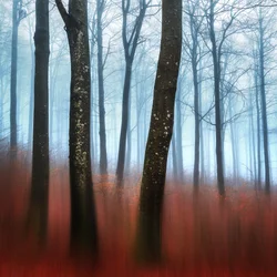 Droom in het mistige bos