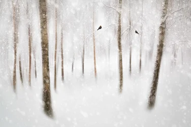 Rustig winterbos