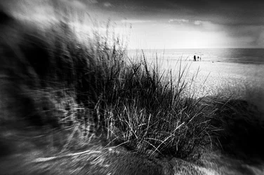 Duingras in de wind
