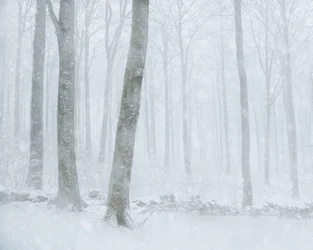 Winters bos met sneeuw