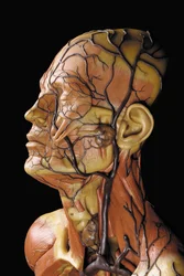 (detail) van een mannelijk anatomisch ecorché model, met spieren, slagaders en aders, de bloedsomloop en het zenuwstelsel