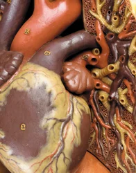 (detail) van een mannelijk anatomisch ecorché model, met spieren, slagaders en aders, de bloedsomloop en het zenuwstelsel