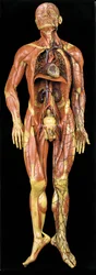 Mannelijk anatomisch écorché-model, met spieren, slagaders en aders, de bloedsomloop en het zenuwstelsel