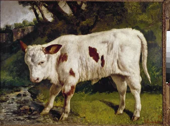 Het kalf