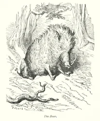 Het zwijn (gravure)