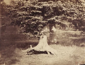De beukenboom