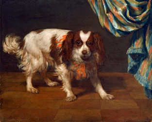 Een King Charles Spaniël