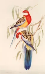 Parkiet / Kleurenlitho. v. J. Gould