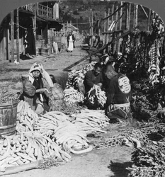 Sorteren en verpakken van daikon Japanse radijzen aan de waterkant, Atami, Japan, 1906