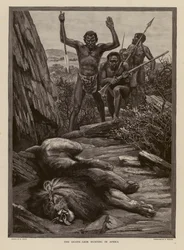 Leeuwenjacht in Afrika