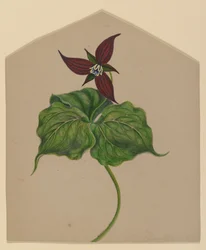 Bourgondische Rode Bloem