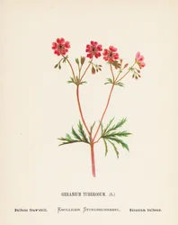Wilde bloemen van het Heilige Land: Geranium Tuberosum; Bolvormige Kraanvogel