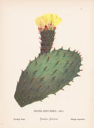 Wilde bloemen van het Heilige Land: Opuntia Ficus Indica, Mill; Vijgcactus