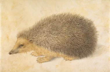 Een egel, Erinaceus roumanicus, vóór 1584