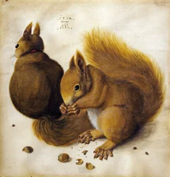 Twee eekhoorns