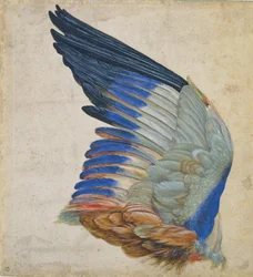 Vleugel van een scharrelaar, kopie van een origineel van Albrecht Dürer uit 1512